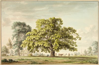 A Walnut Tree at Denton, near Grantham by Anthony Devis